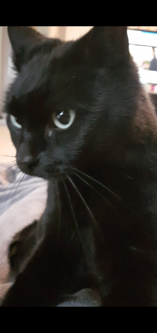 Aristille’s Mosaic: A Story of Rescue and Loyalty