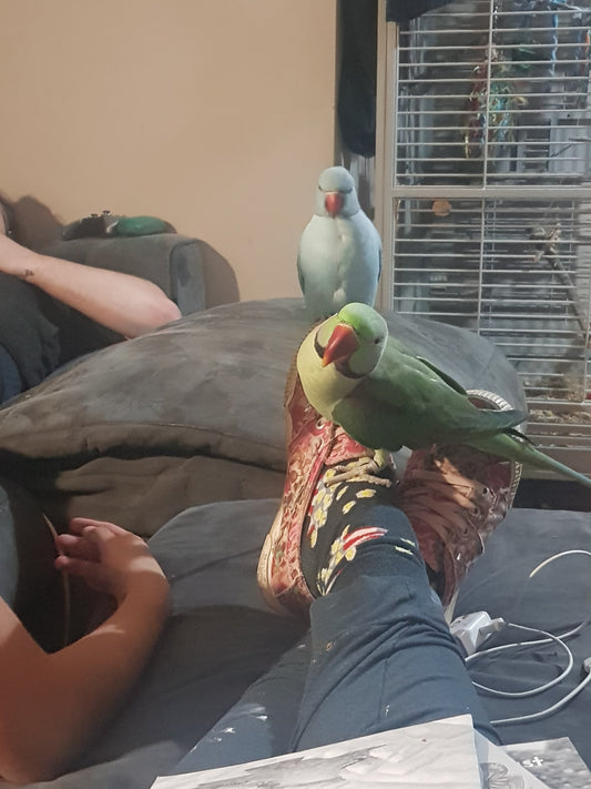 Alexandrine parrot Bobby and sun conure Precious perched on my ankles, playing with my daughter on the floor. A candid moment showing the birds interacting as part of the family.