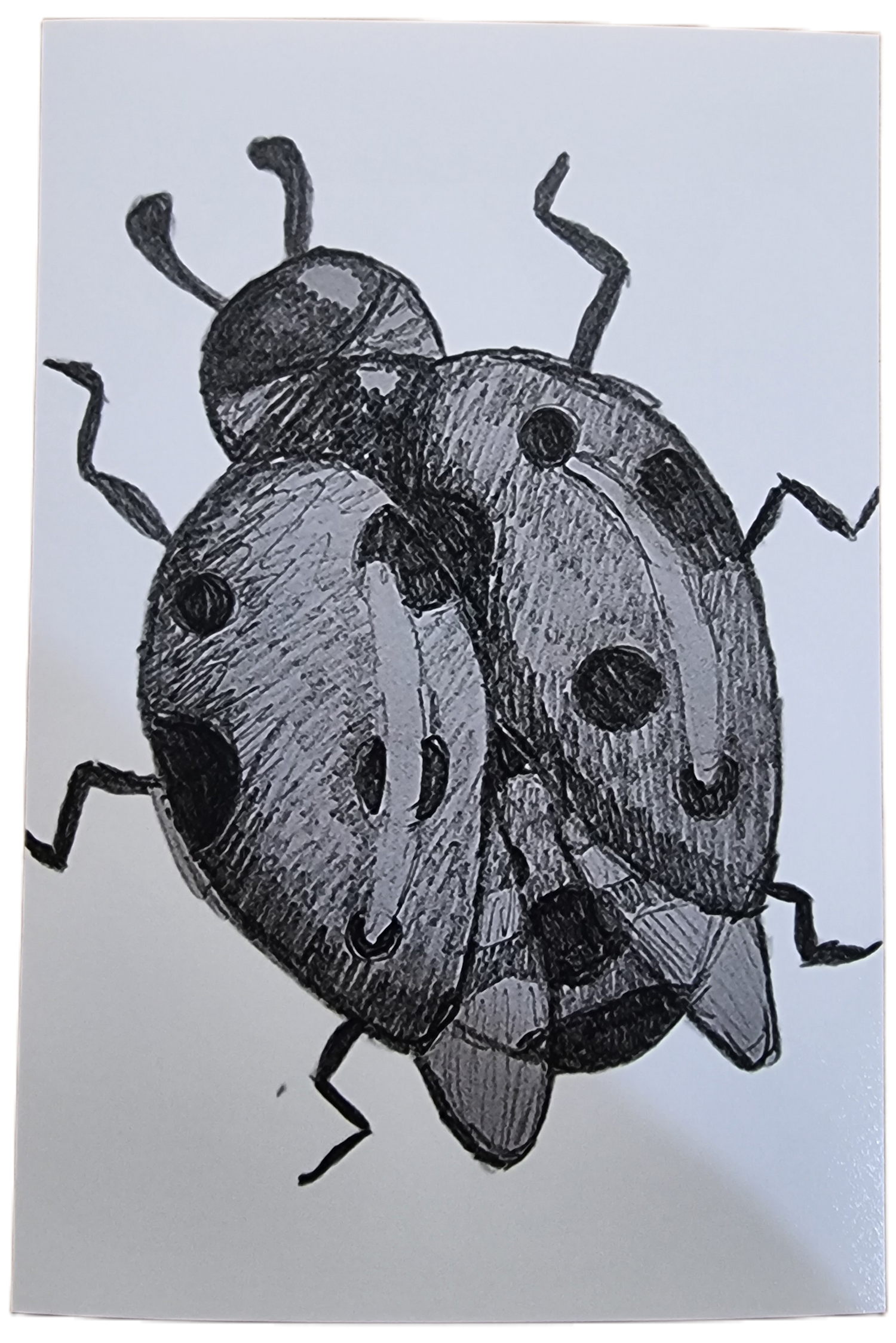 Lady Ashes — Elegant Nature in Pencil