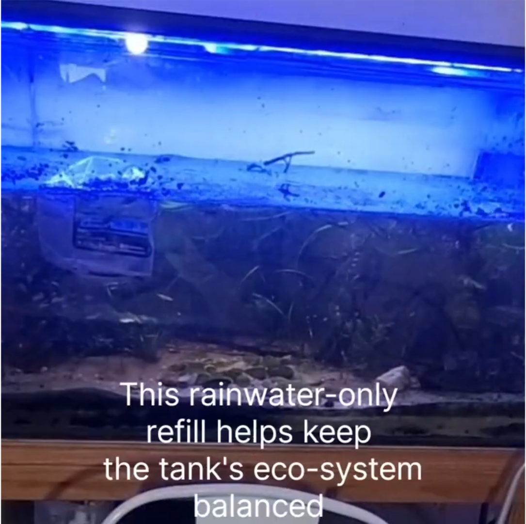 Load video: Time-lapse video of a fish tank being refilled, with water pouring in, plants being trimmed, and the tank tidied for a refreshed, clean look
