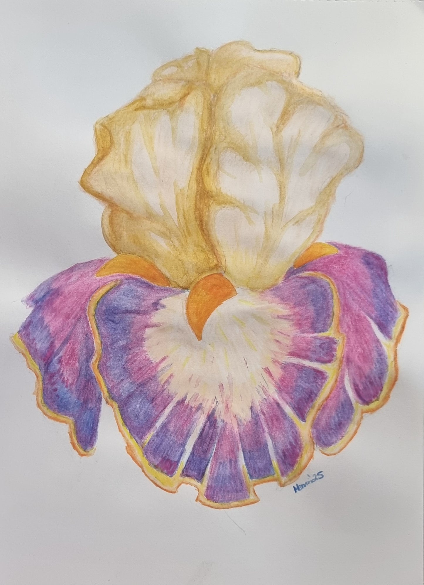 🌸 Iris of Solara — Original Watercolour Pencil Stationery Design