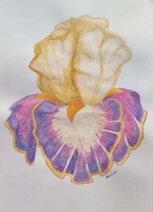 🌸 Iris of Solara — Original Watercolour Pencil Stationery Design