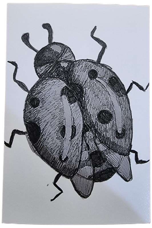 Ladybird Sketch Print – Limited Edition of 30